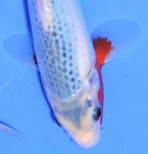 Young-Koi