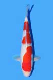 stock-kohaku-Sakaz