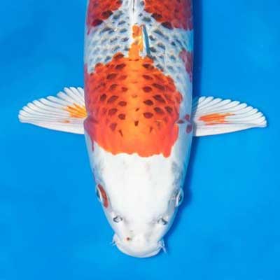 Kujakki Koi Variety Guide | koimanenterprises.co.uk