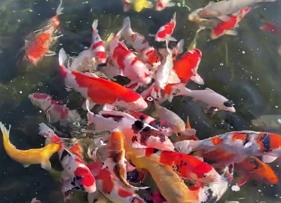 Why should Koi Keepers be concerned about Chlorine and Chloramine in tap water?