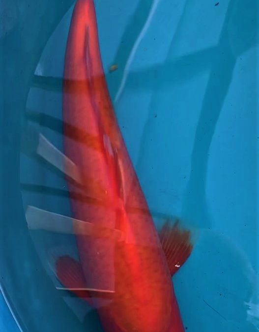 Red Tiger Benigoi from Dainichi – approx 40 cm