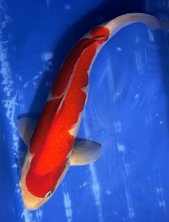 High quality Koi Available from 14th July 2023